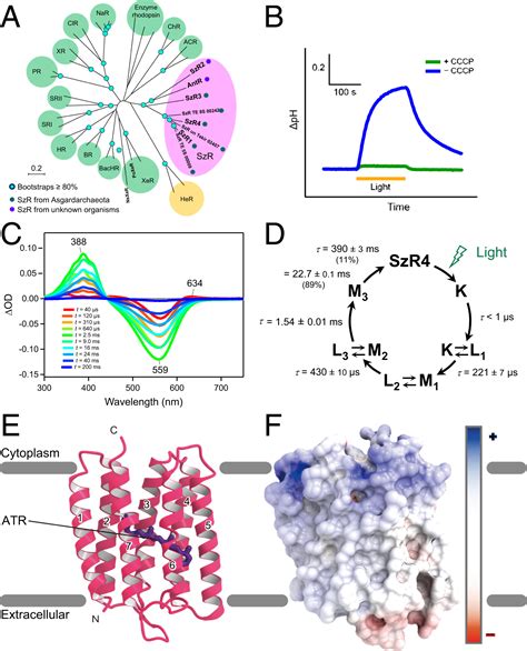 szrs nuni|Crystal structure of schizorhodopsin reveals mechanism of inward。